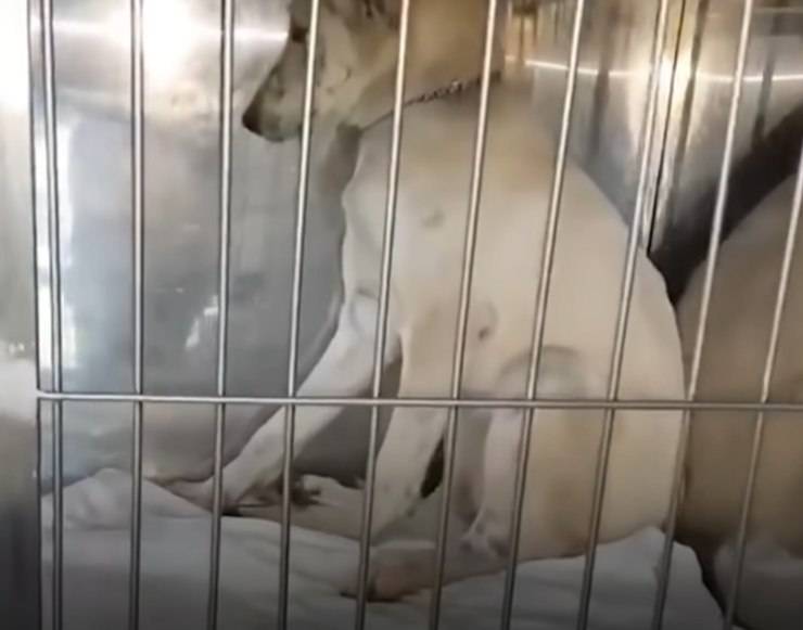cagnolina eutanasia salvata sconosciuto