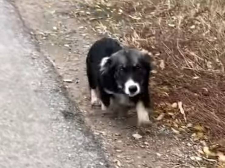 cagnolina aiuto veglia sorellina