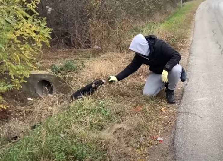 cagnolina aiuto veglia sorellina
