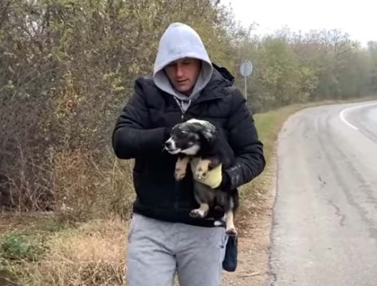 cagnolina aiuto veglia sorellina