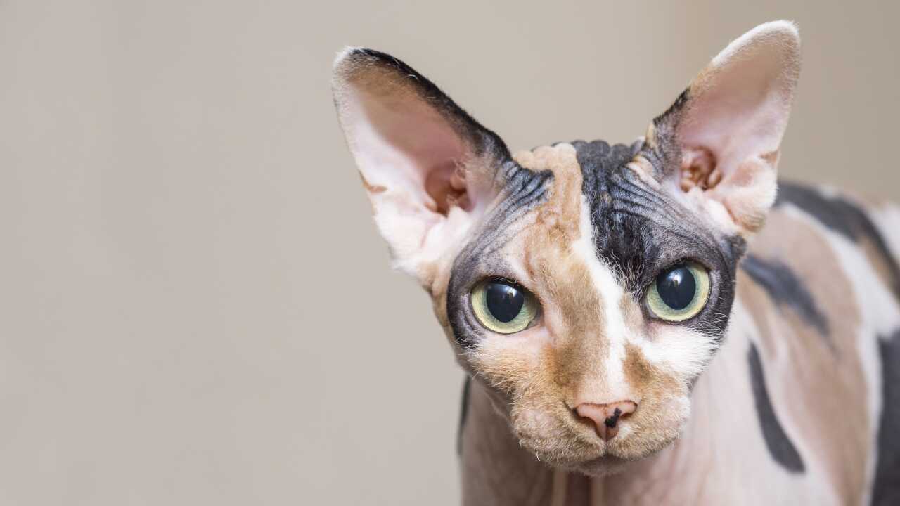 gatto sphynx gatto sphynx
