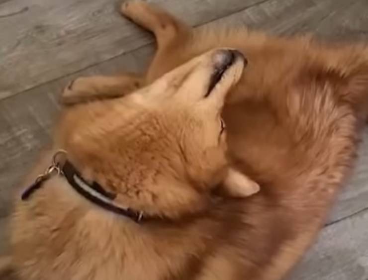 cane the ring