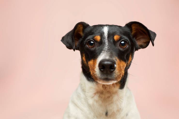 Il cane a che età può rimanere incinta