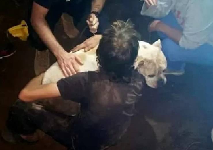 cane caduto tana vombato spacciato miracolo