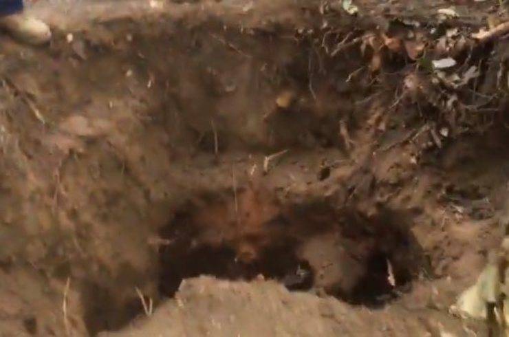 cane caduto tana vombato spacciato miracolo