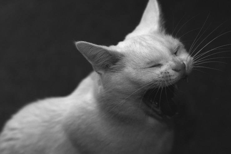 Gatto sbadiglia
