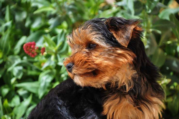 La gravidanza nel cane