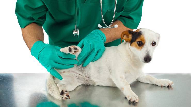 Tendinite nel cane
