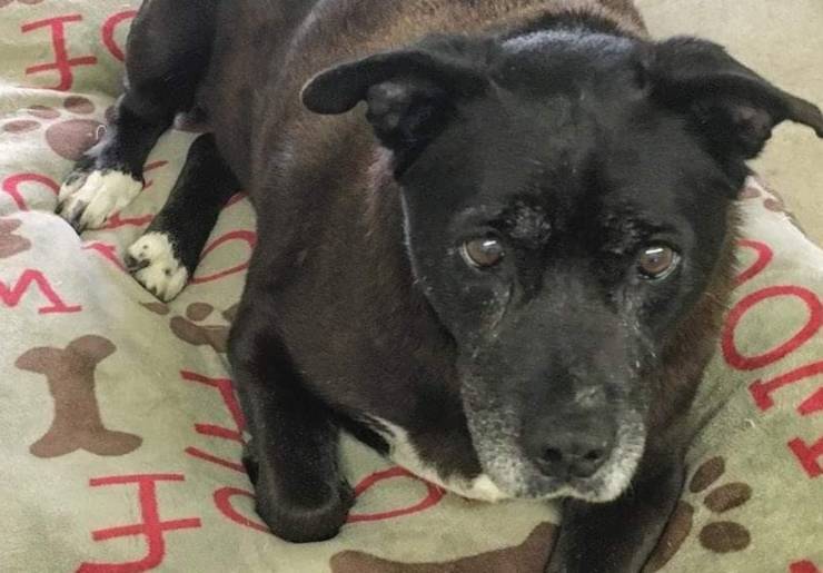 11 anni nessuno adotta cane tumore