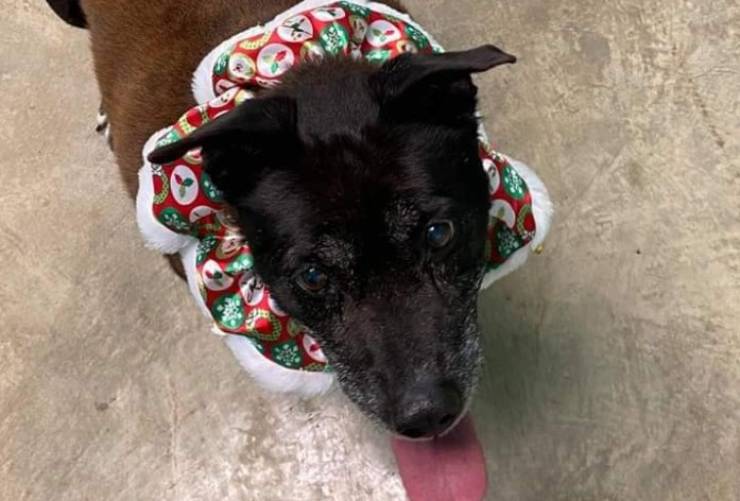 11 anni nessuno adotta cane tumore
