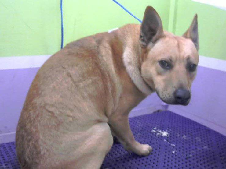 cane abbandonato non accordo nuovo cucciolo