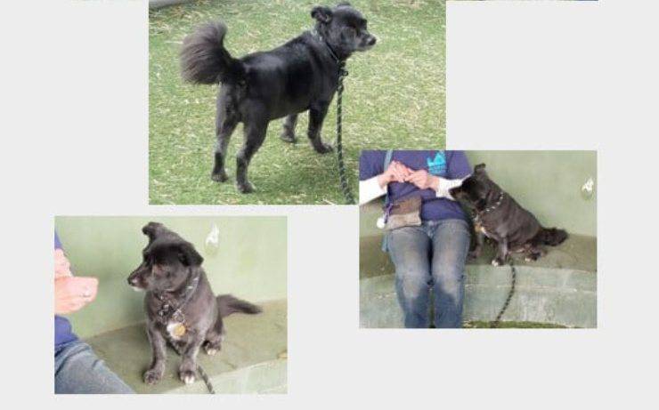 cane morde proprietaria calpesta coda