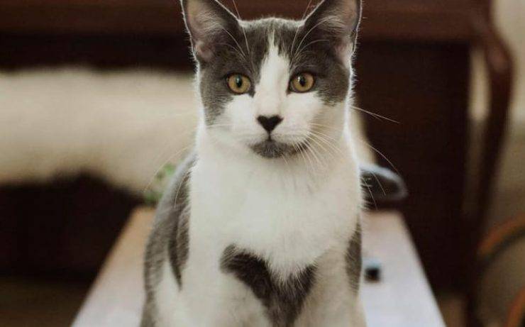 Il gatto con i cuori Facebook