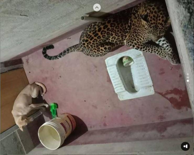cane leopardo bagno