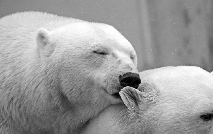 foto orso polare