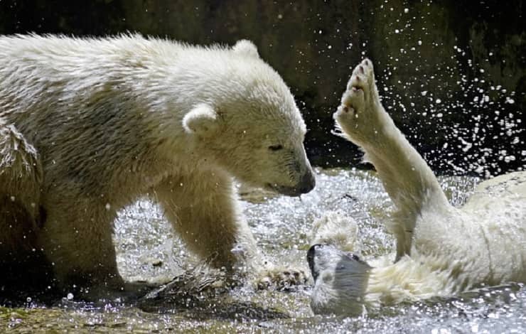 foto orso polare