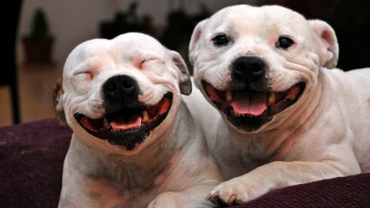 le razze di cani compatibili con lo Staffordshire Bull Terrier Staffordshire Bull Terrier razze cani compatibili