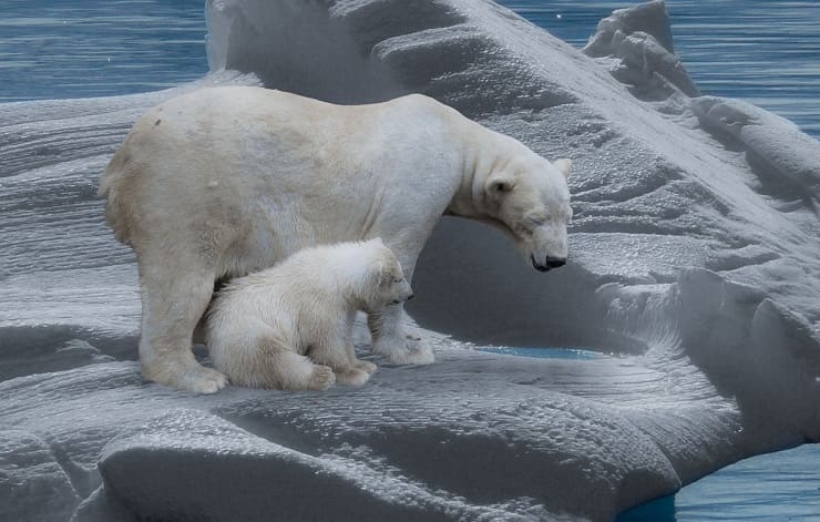 orso cicciolo e padre madre