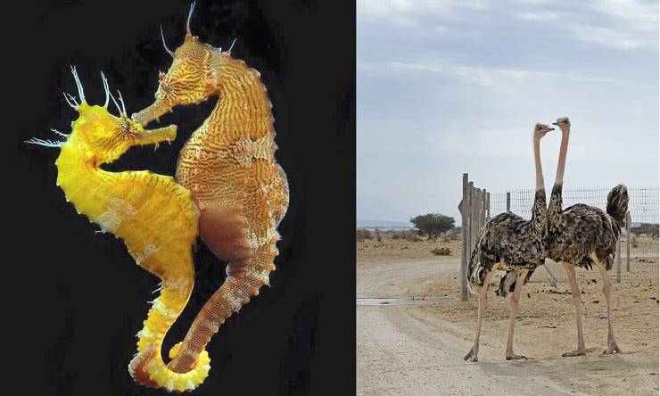 corteggiamenti animali