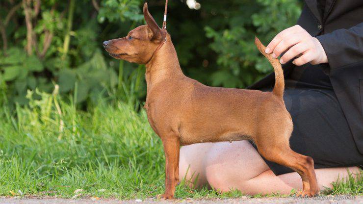malattie più comuni del pinscher nano o Zwergpinscher pinscher nano Zwergpinscher cura malattie problemi salute