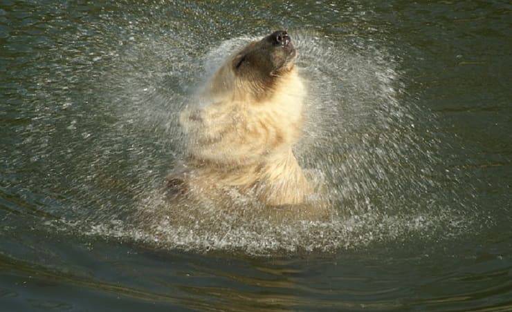 orso polare acqua