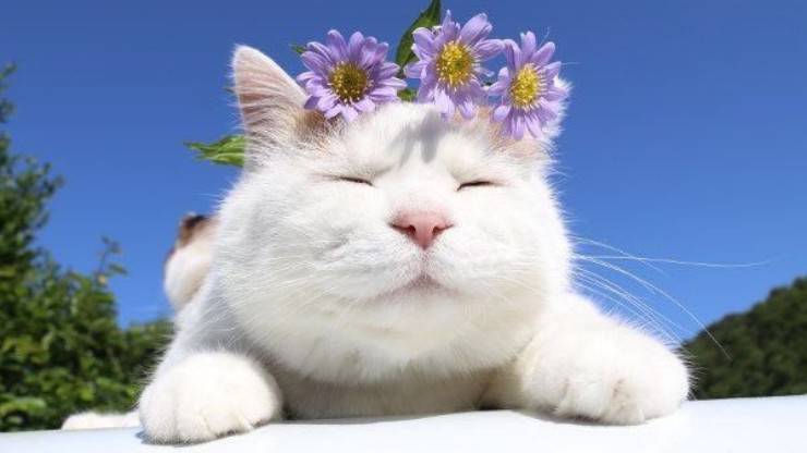 gatto famosi vip gatti star