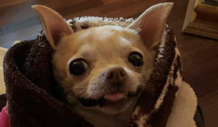 La cagnolina in primo piano (Foto Instagram)