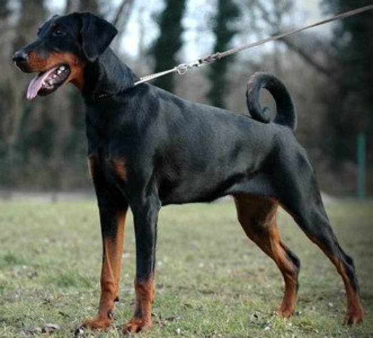 Dobermann: malattie più comuni dobermann