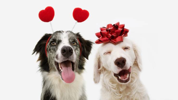 i cani ci amano e lo dimostrano in vari modi cane cani ci amano amore san valentino
