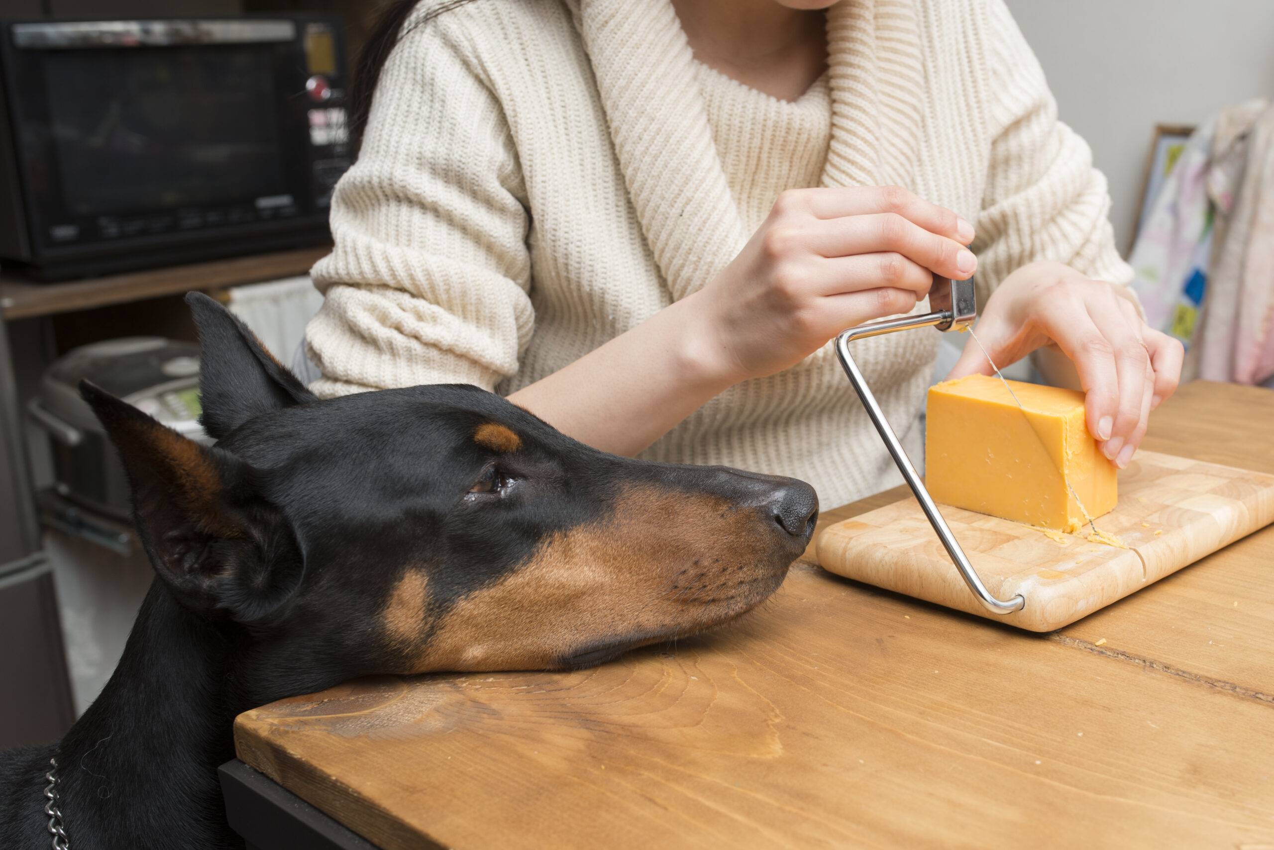 Cosa dare da mangiare al Dobermann adulto Cosa dare da mangiare al Dobermann adulto