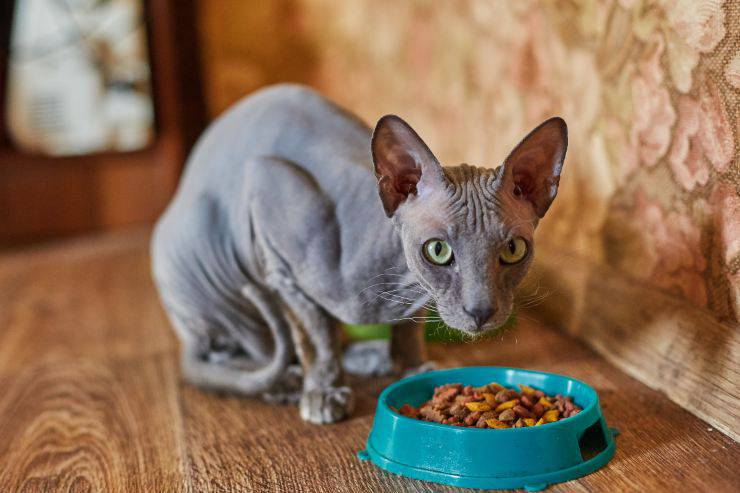 Il gatto ha le costole sporgenti