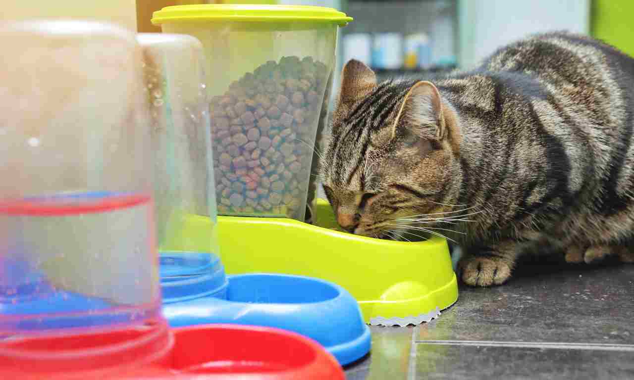 Distributore automatico di crocchette per gatti Distributore automatico di crocchette per gatti