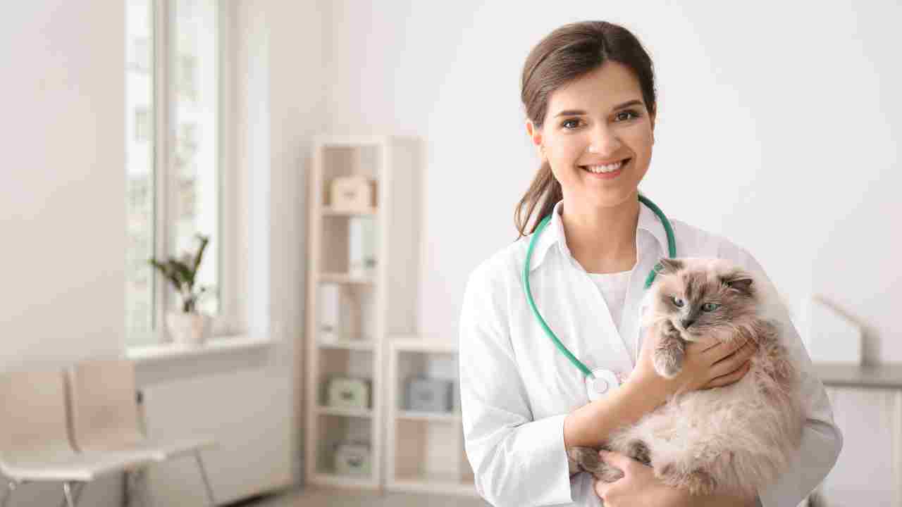 giovane veterinaria tiene gatto in braccio Il libretto sanitario del gatto