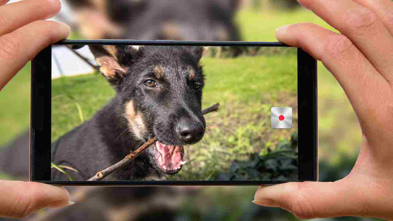 fotografia al cane Come aprire profilo Instagram al proprio cane
