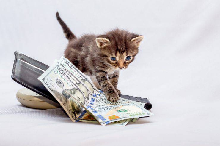 I gatti più ricchi del mondo I gatti più ricchi del mondo