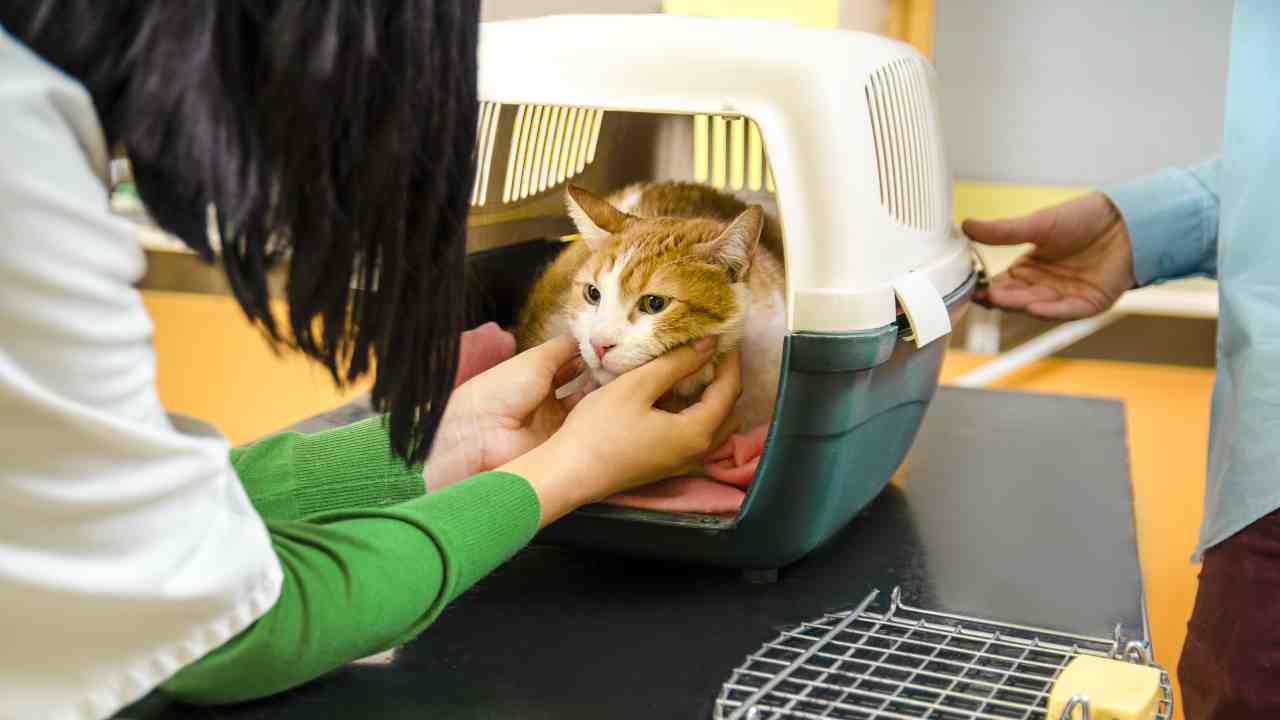 La responsabilità extracontrattuale del veterinario