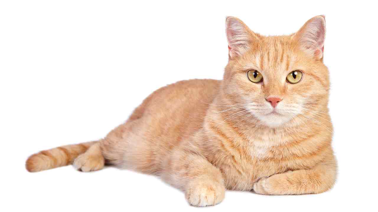 Chi si occupa del gatto dopo la morte del proprietario