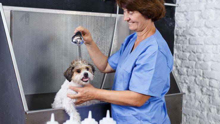 Operatrice lava un cane