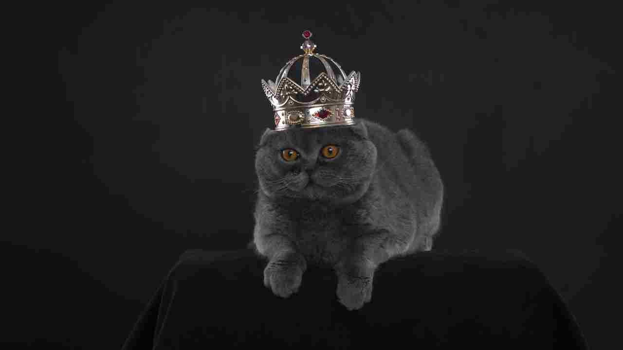 I gatti più famosi di Instagram