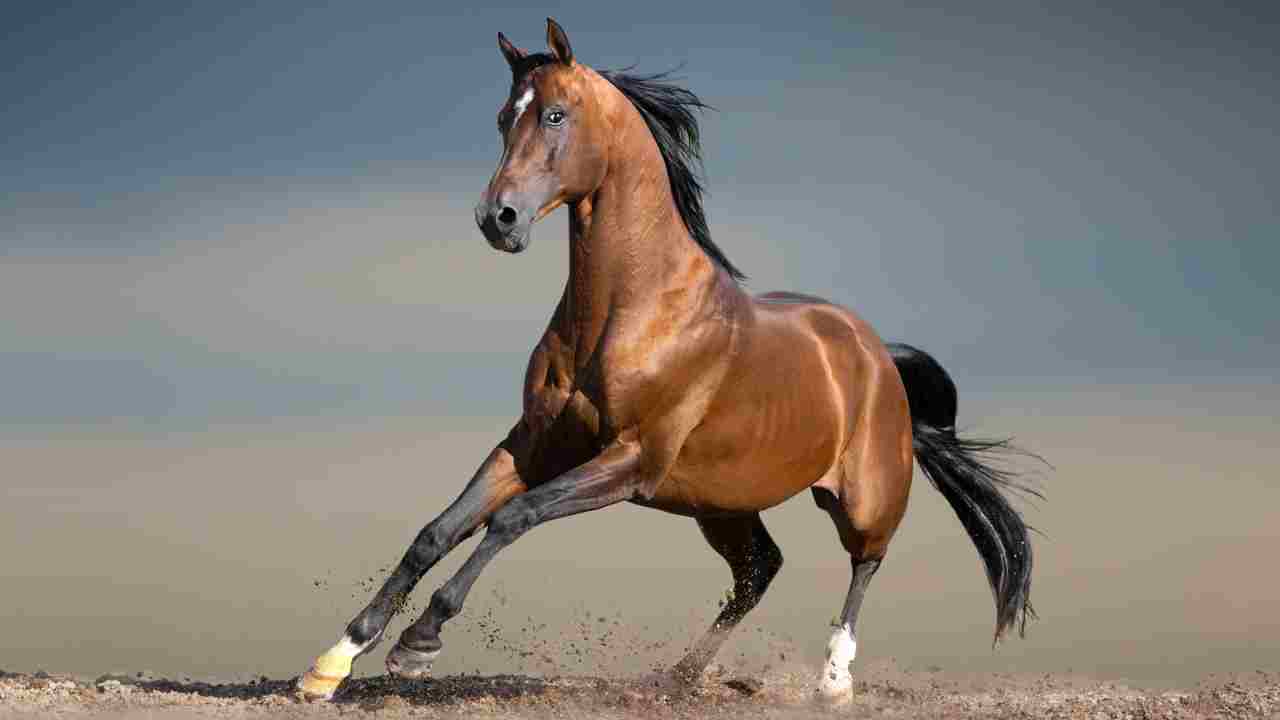 cavallo arabo Quante razze di cavalli esistono al mondo?
