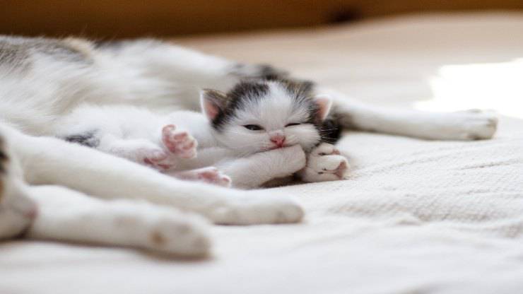Il gatto si morde