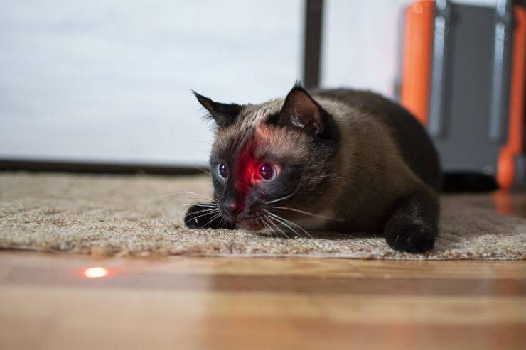 Laser per gatti Laser per gatti