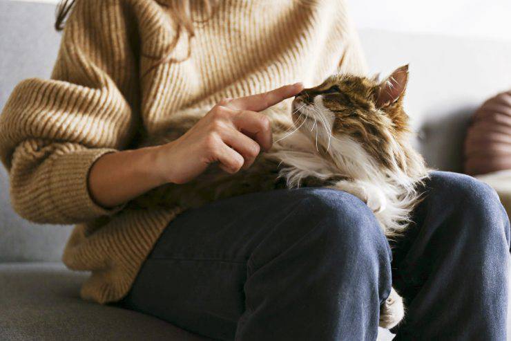 Il gatto capisce se abbiamo il ciclo mestruale