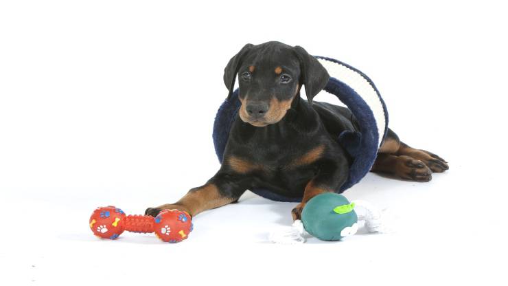 Adottare un Dobermann: perché sceglierlo Adottare un Dobermann