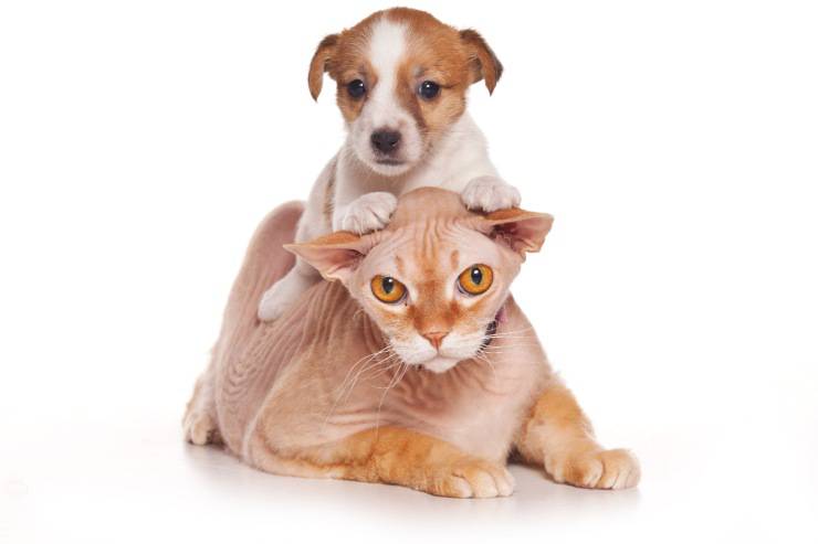 Il cane monta il gatto Il cane monta il gatto
