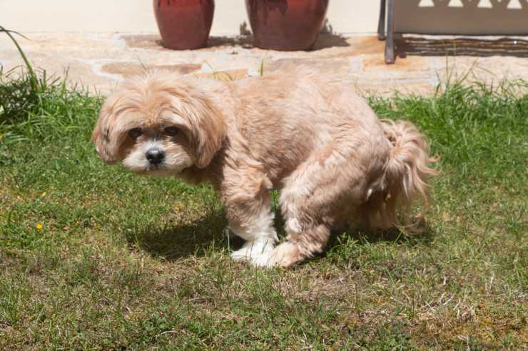 Il cane deve fare i bisogni