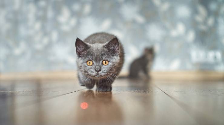 Laser per gatti Laser per gatti