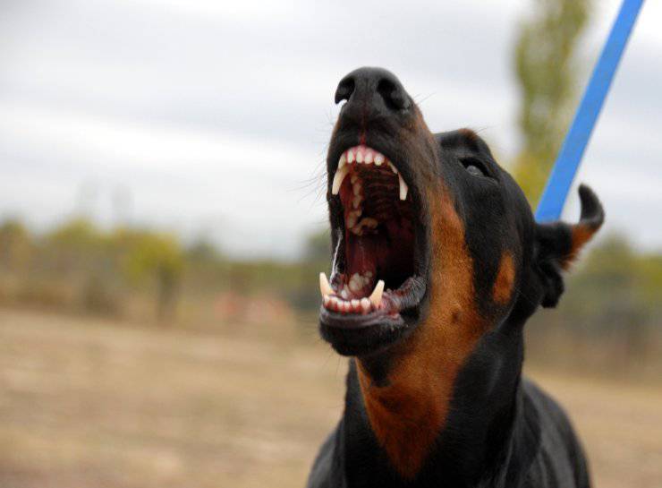 Adottare un Dobermann: cosa dicono di lui Adottare un Dobermann