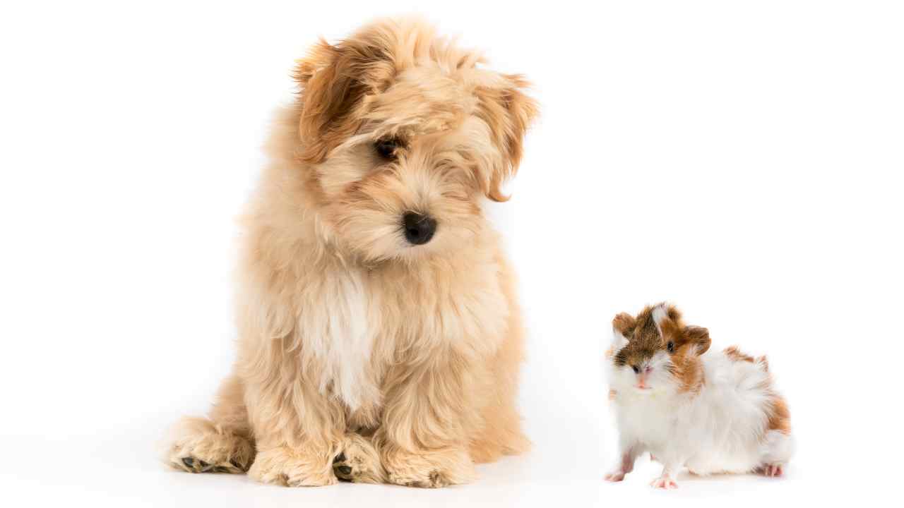 cane e criceto Convivenza tra cane e criceto
