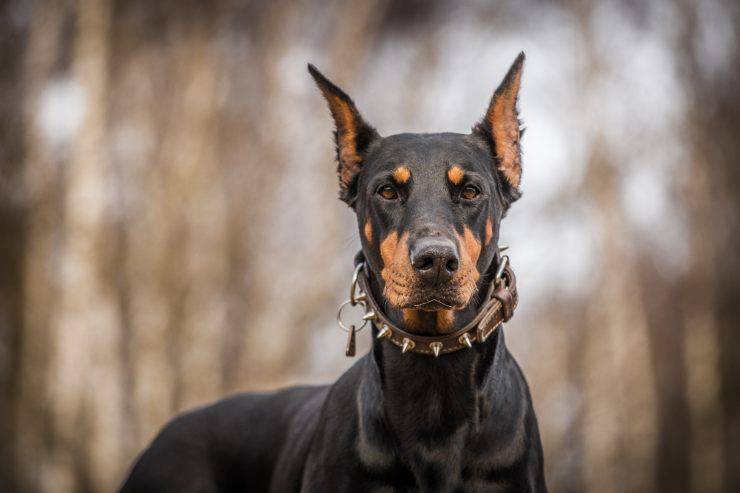 Curiosità sul Dobermann